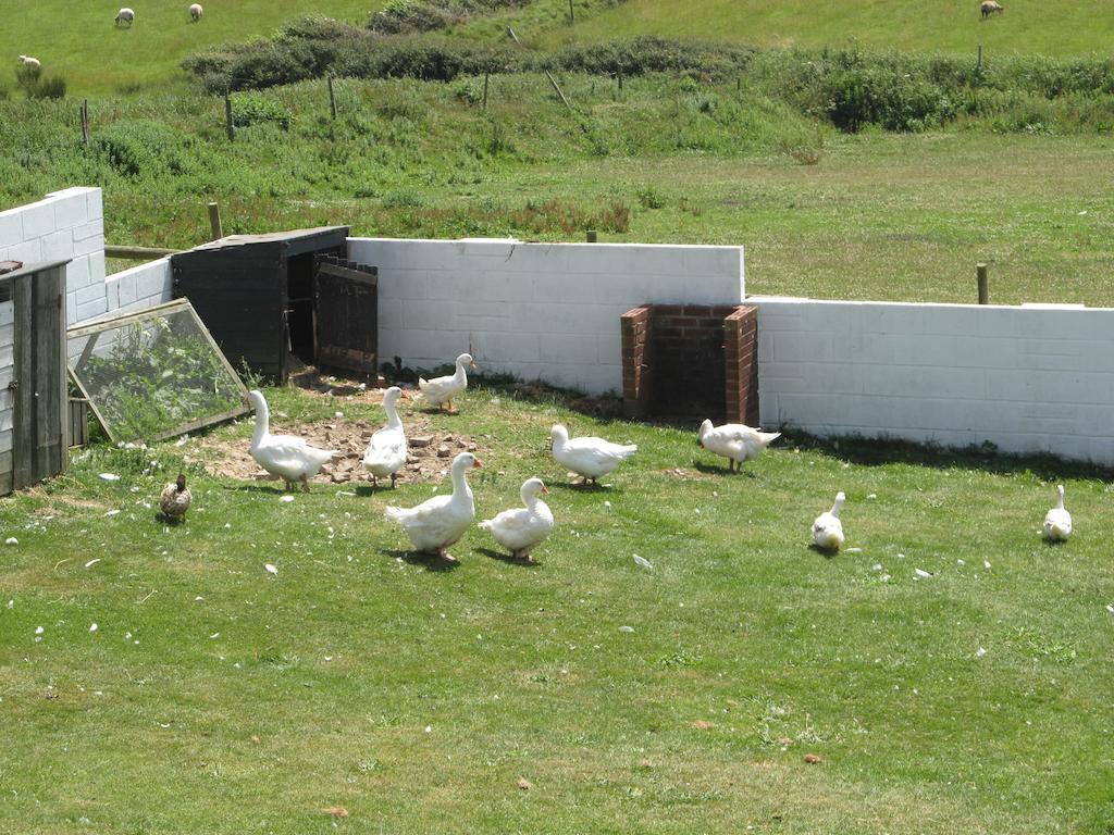 Upton Cross B&B Bude Eksteriør billede